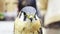 Video lanner falcon, Falco biarmicus, medium size bird of prey close up shot