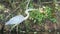 A video of a large bird walking on the edge of a lake