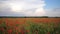 Video motion field with green grass and red poppies against the sunset sky. Beautiful field red poppies with selective