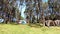 The Video moves from left to the right side of Many tents on the ground under the pine forest Background watar at Pang Tong