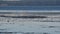 A video of a murmuration of shorebirds.     BC