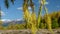 Video of North Chuiskiy Ridge with Larix branches on foreground and mountains with larch forest on background. Altai