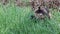 Video of a Norwegian Forest Cat eating grass in the meadow