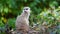 Video of one meerkat sitting in tall green grass looking around