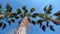 Video of palms from bottom to top. Bottom view texture of trunk of palm tree on background of palm leaves and blue sky.