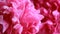 Video pink peonies petals of buds