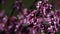 The video portrays the magnificent blossoming of the Judas tree (Cercis siliquastrum).