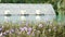 video. reclining chair near a swimming pool with nature green tree background and beautiful flower at foreground