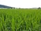 this is a video of rice plants in the fields thriving with green leaves