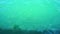 Video of school of small silver fish swimming in green tropical ocean boat pier