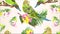 Video seamless loop animation of illustration budgerigars green parakeets with orchids cymbidium pink white and yellow motion