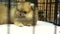 Video Small adorable of Pomeranian puppy dog in the cage. Innocent cute pet