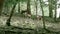 Video: A small deer herd in the forest