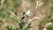 Video of a small white butterfly on a knapweed flower