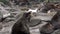 Video with sound animal roar of fur seal animal on stones rocks.