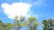 Video Tree top landscape with round big white cloud for copy space and text