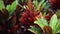 Video tropical plant red and green leaves Cordyline Fruticosa