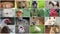 Video wall montage of various animals, farm animals, wild animals, birds. Video collage