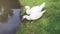 Video white duck in water bathing and swimming around the pond