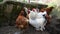 Video white rooster, hen and red poultry in countryside