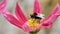 Video of White Tailed bumble bee collecting pollen from a burgundy cosmos flower