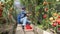 Video worker harvests of red tomatoes