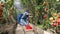 Video worker harvests of red tomatoes