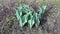 Video young plants of tulips