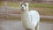 Videography of lone white alpaca