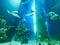 VIENNA, AUSTRIA - SEPTEMBER 8, 2017. Giant panoramic marine fishtank at Haus des Meeres zoo in Vienna, Austria