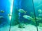VIENNA, AUSTRIA - SEPTEMBER 8, 2017. Giant panoramic marine fishtank at Haus des Meeres zoo in Vienna, Austria