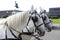 Vienna: Two white horses of a Fiaker on Heldenplatz