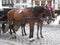 In Vienna, you can ride in a stroller with such wonderful horses. Austria.