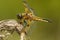 Viervlek, Four-spotted Chaser, Libellula quadrimaculata