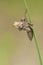 Viervlek, Four-spotted Chaser, Libellula quadrimaculata