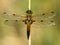 Viervlek, Four-spotted Chaser, Libellula quadrimaculata