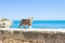 Vieste, Apulia - A cat walking on the surrounding wall of Vieste