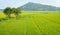 Vietnam countryside landscape, rice field