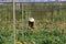 Vietnam farmers harvesting gerber in green house