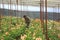 Vietnam farmers harvesting gerber in green house