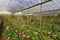 Vietnam farmers harvesting gerber in green house