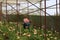 Vietnam farmers harvesting gerber in green house