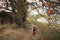 Vietnam landscape. Blossoming Bombax ceiba tree or Red Silk Cotton Flower by old temple, mother with bike and her daughter walking