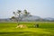 Vietnam landscape. Green rice field with children carrying bike overhead.