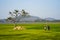 Vietnam landscape. Green rice field with children carrying bike overhead.