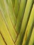 Vietnam, Quang Nam Province, Hoi An City, Traveller\\\'s palm tree, ravenala madagascariensis