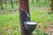 Vietnam rubber tree,Tapping latex rubber source of natural