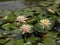 Vietnam, Thua Thien Hue Province, Hue City, listed at World Heritage site by Unesco, Water lily at Forbidden City or Purple City