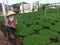 Vietnamese Asian Farmer Selling Chili Plants