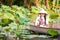 Vietnamese Asian woman holding lotus flower sitting in a wooden boat